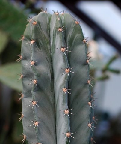 Stenocereus_eburneus